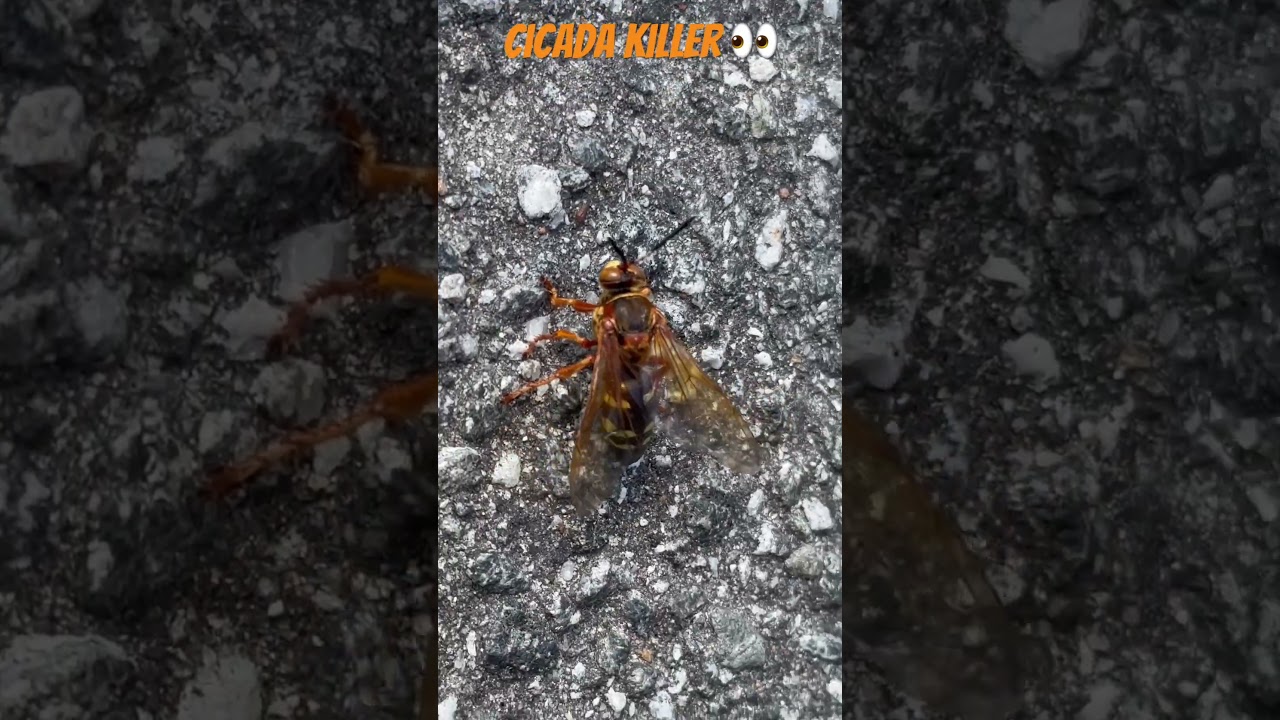 These are huge solitary wasps that yes hunt cicadas 👀#cicadakiller #solitarywasps #bigwasp