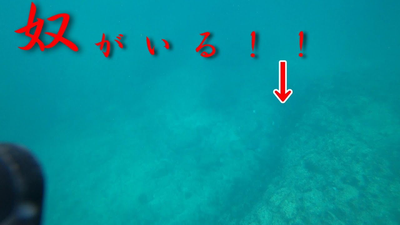 浅瀬で【巨大クエ】との遭遇！？駆け引きの結果！