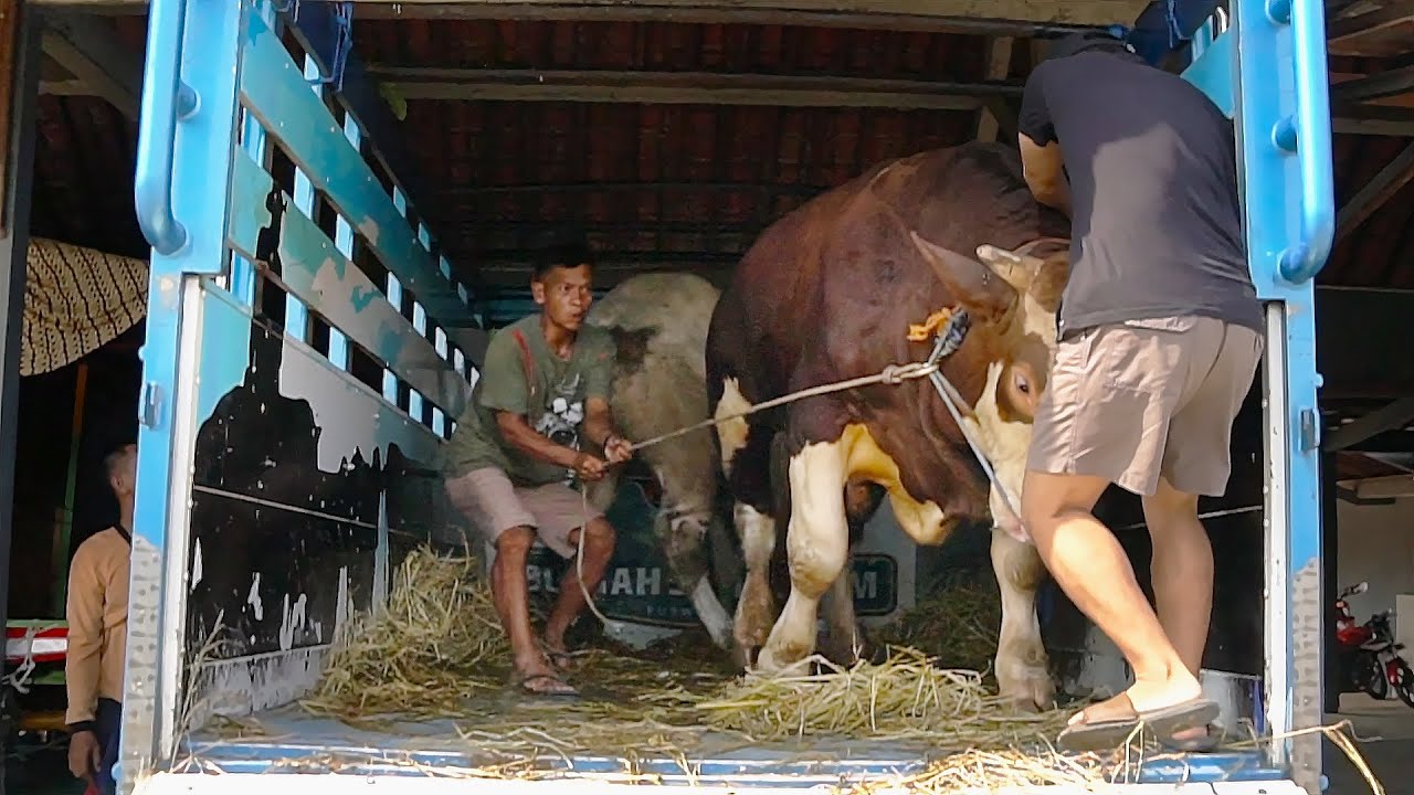 BARBAR & SANGAT BERB4HAYA !! PENURUNAN 4 SAPI BARU DARI TRUK