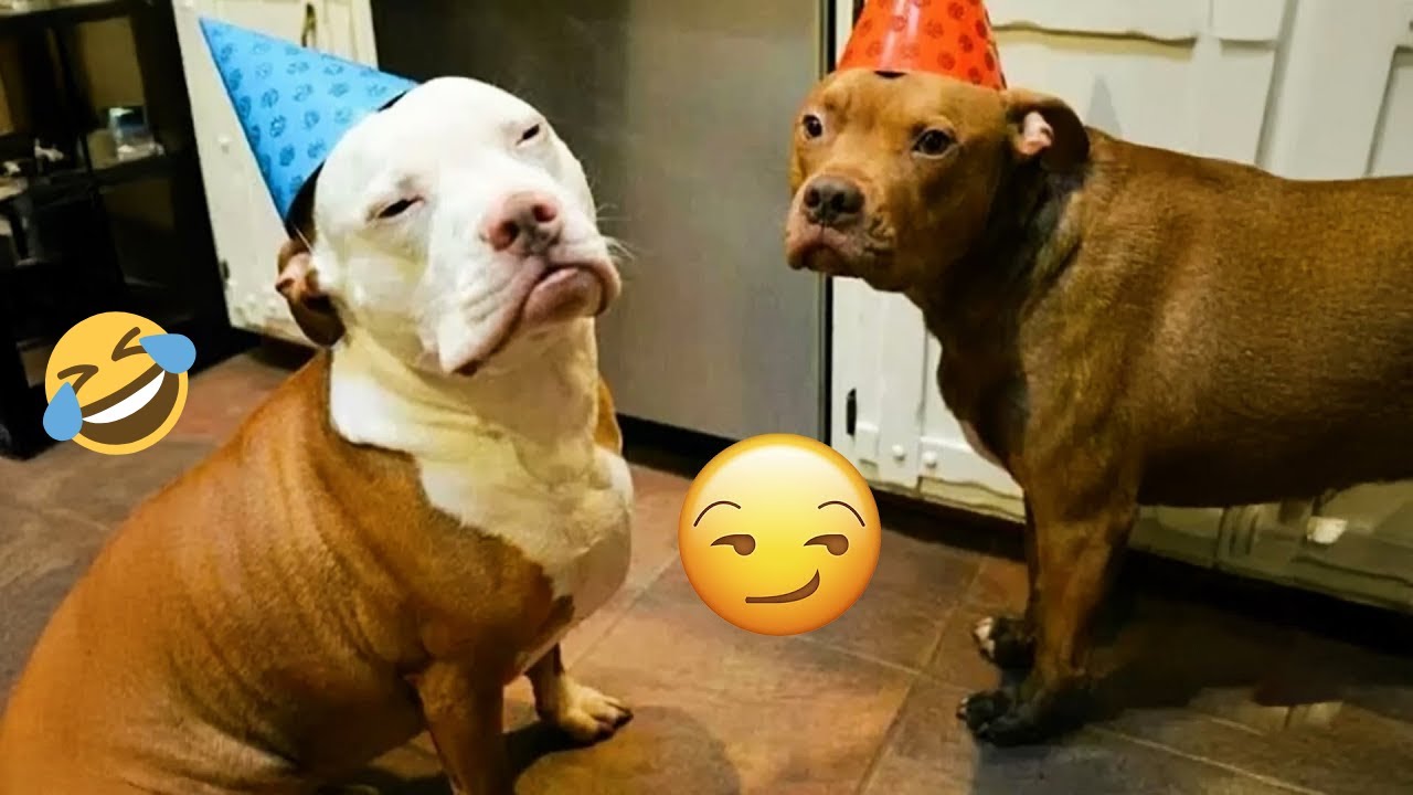 TRY NOT TO LAUGH 😂 Funniest Dog Moments Ever 2025  | Dog Comedy TV Daily #1