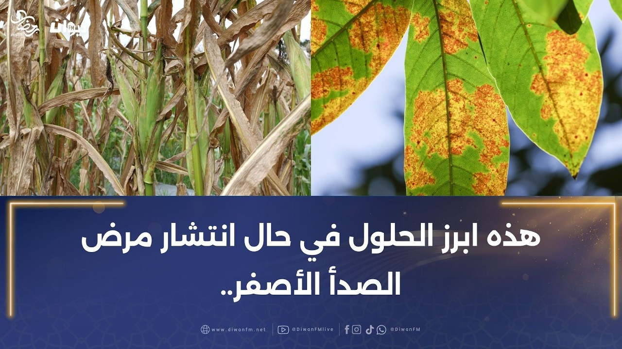 ماذا تعرفون عن مرض الصدأ الأصفر الذي يجتاح عدد من المزارع!