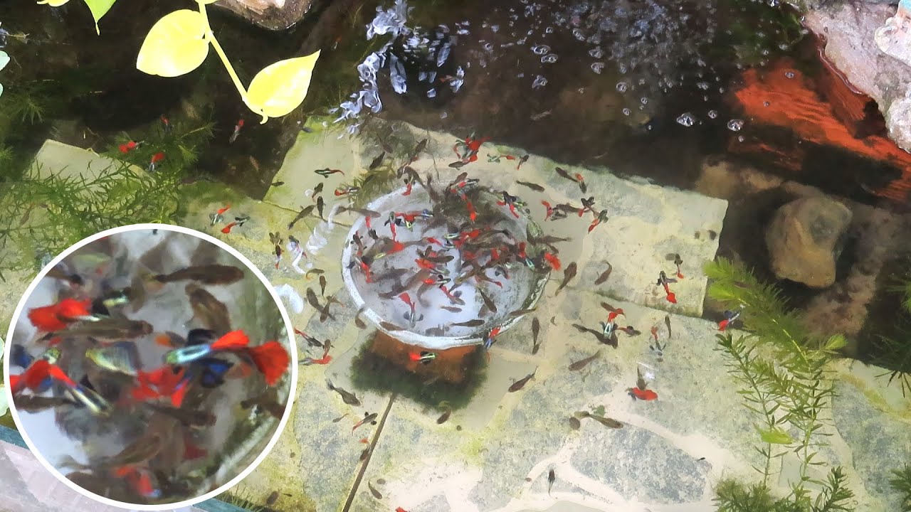 Aquarium (Dumbo Redtail Halfmoon Guppies) After 4 months 😍 Hồ cá (bảy màu Dumbo Redtail HM) 4 tháng