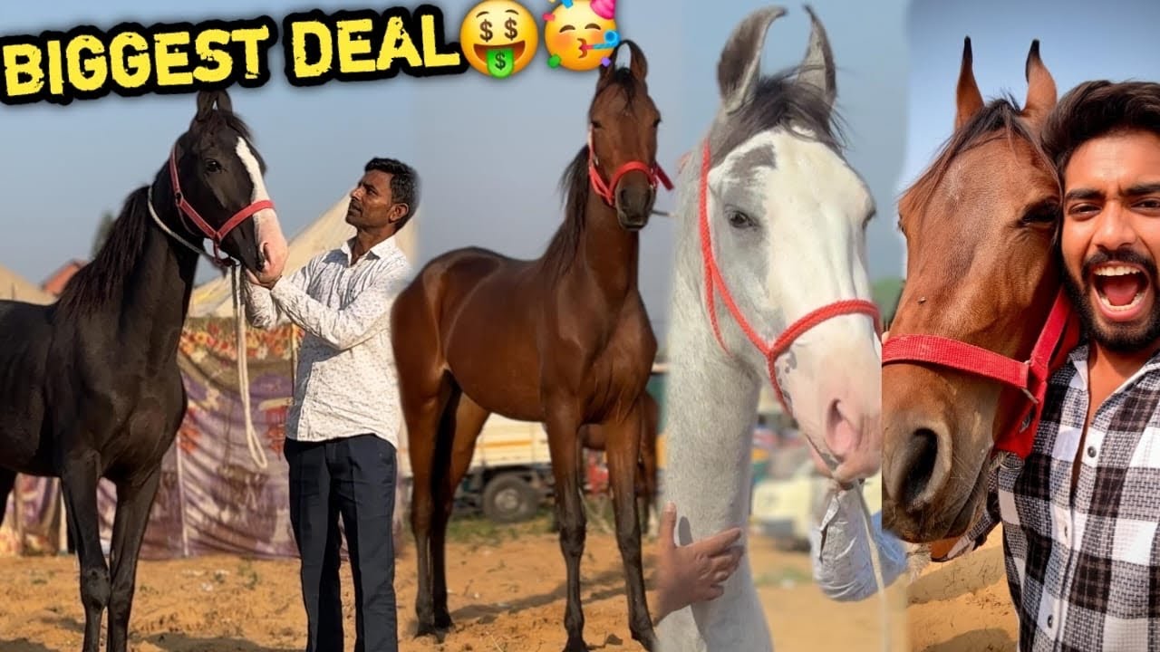 Record Broken😱Pehelwan Farms Team Ki Ab Tak Ki Sabse Big Deal🥳1 Hi Din Mai 4 ghode 🐴 💕