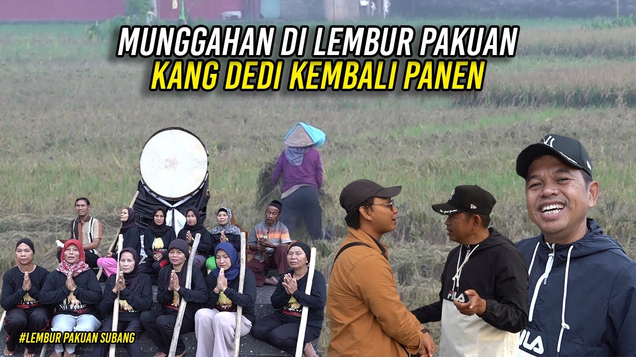 SUASANA MUNGGAHAN DI LEMBUR PAKUAN-KANG DEDI KEMBALI PANEN ORGANIK-PENJELASANNYA BIKIN TAKJUB