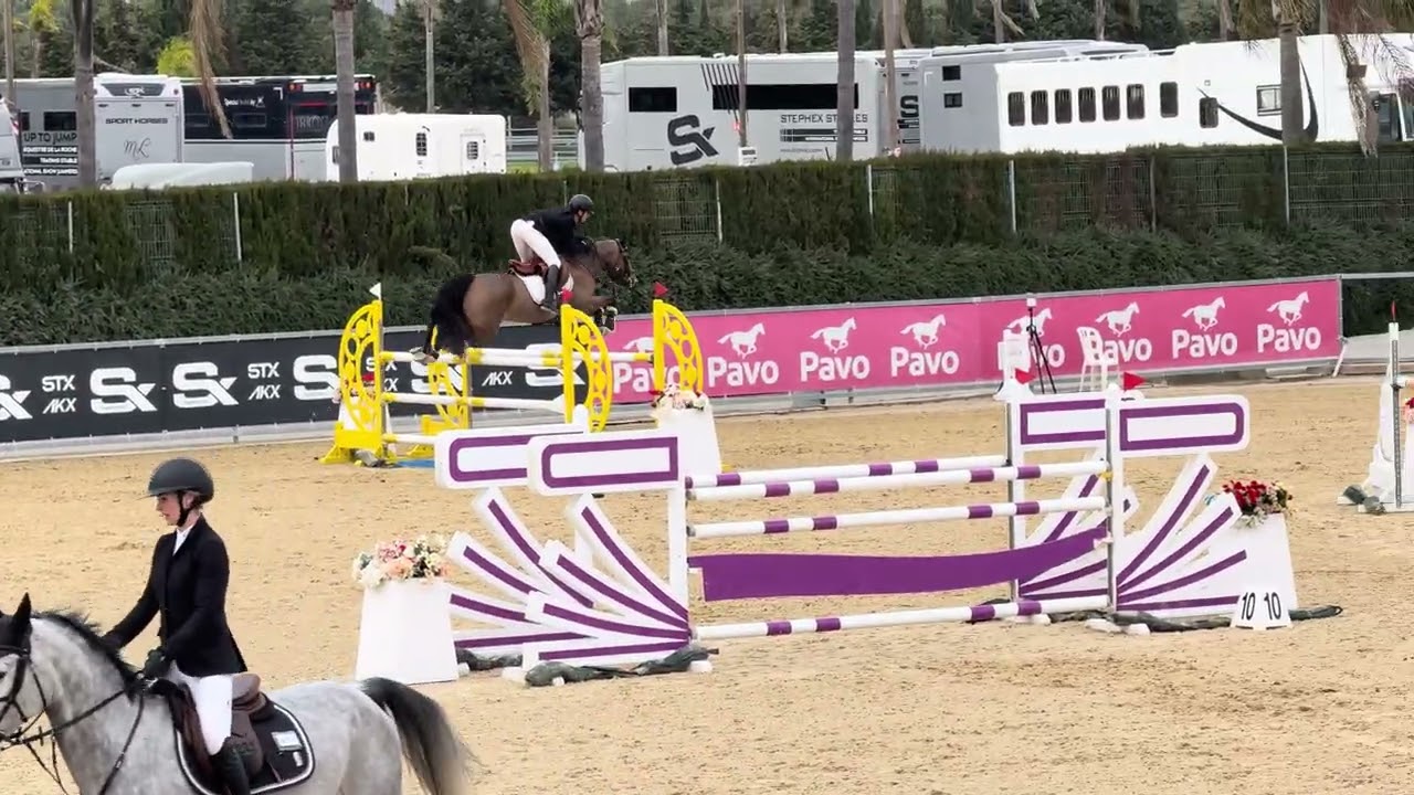 THELMA TER DOORN Z (Toulon / Sir Lui) - 2019 Mare - January 2026 - CSIYH 7yo class - Sunshine Tour 3