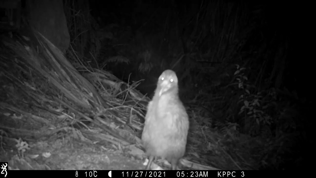 Male kiwi going to town