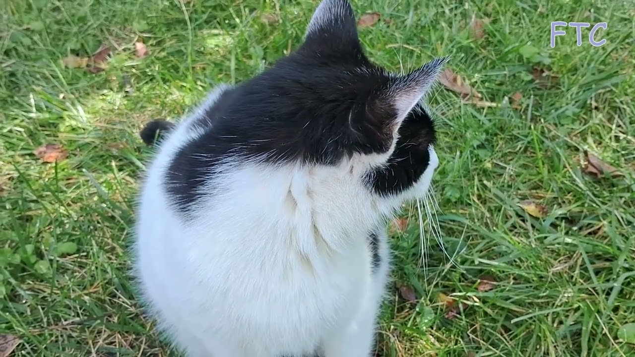 Cats are playing together part 5