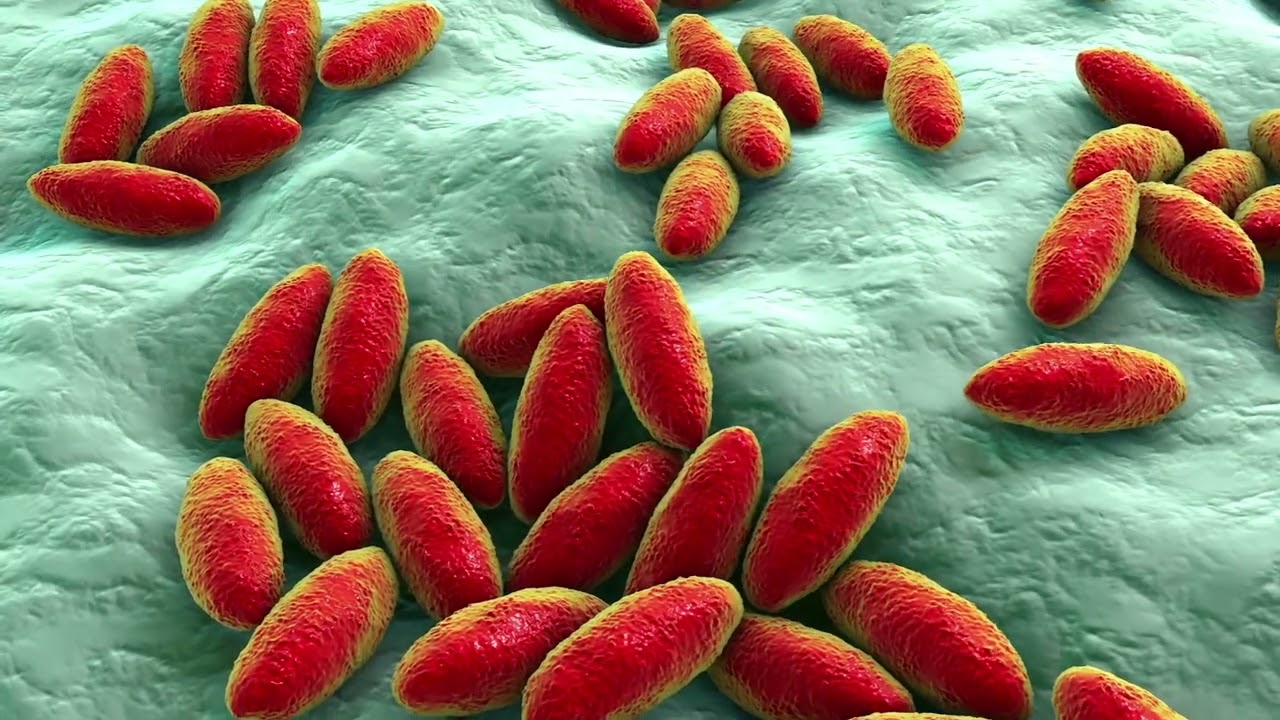Brucella bacteria, animation