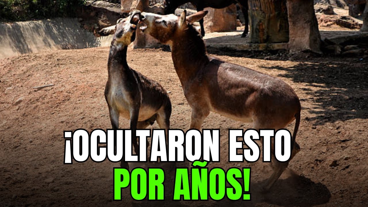 7 MITOS sobre las burros que te hicieron creer toda la vida