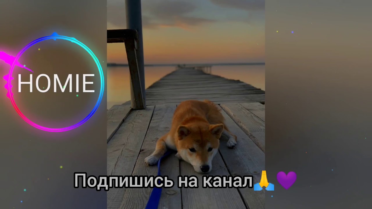 HOMIE &ndash; Одинокий пёс (Lyrics,Текст)