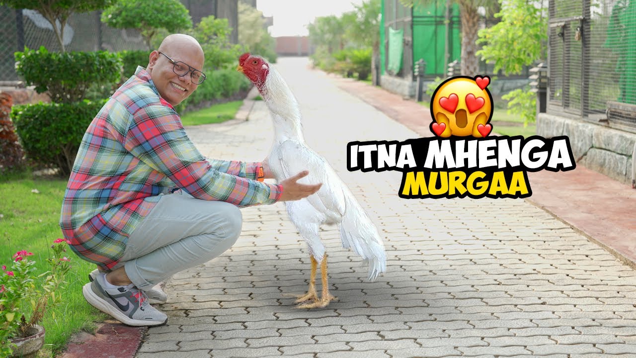 Itne Mehngay Murghay? 🐓😱 | Moor Farm se Farar🦚 | BT Farm Stories