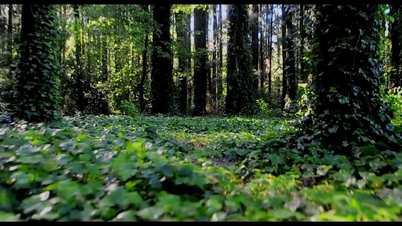 SIG RAGGA - Lo que has hecho siempre: Quererme
