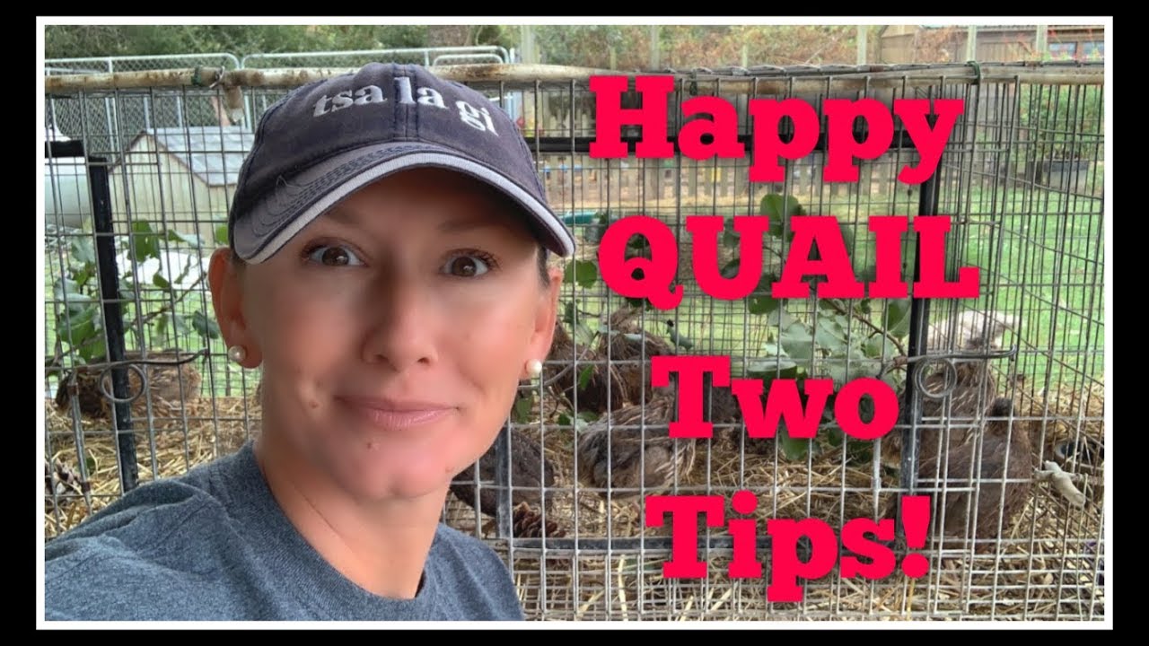 Happy QUAIL! Two MUST Do's!