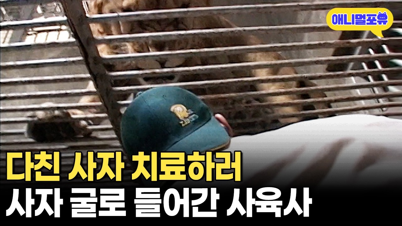 긴장의 연속! 사자굴로 들어간 맹수 전용 사육사ᄃᄃㅣKBS 주주클럽 060305 방송