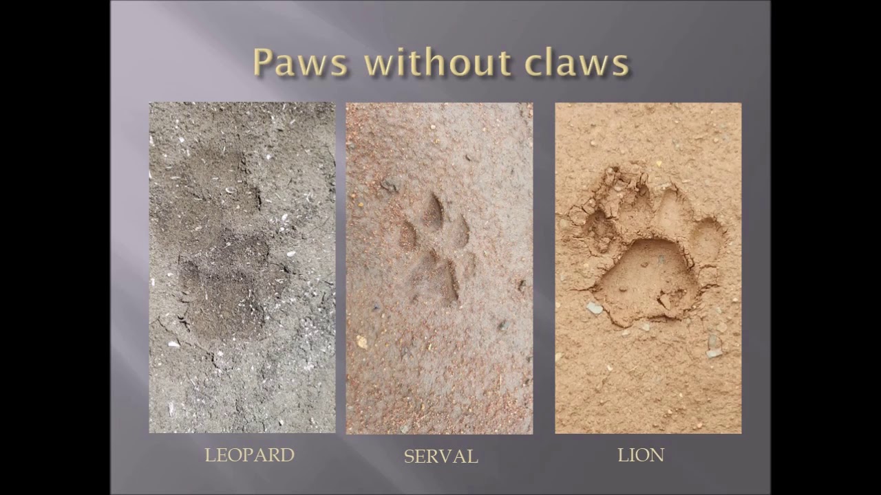 TRACKING WILDLIFE - A Guide to Tracking Wildlife in Africa