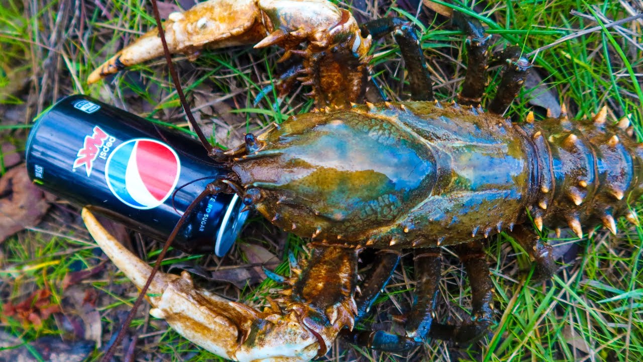 Catching MASSIVE crayfish in a flooded river