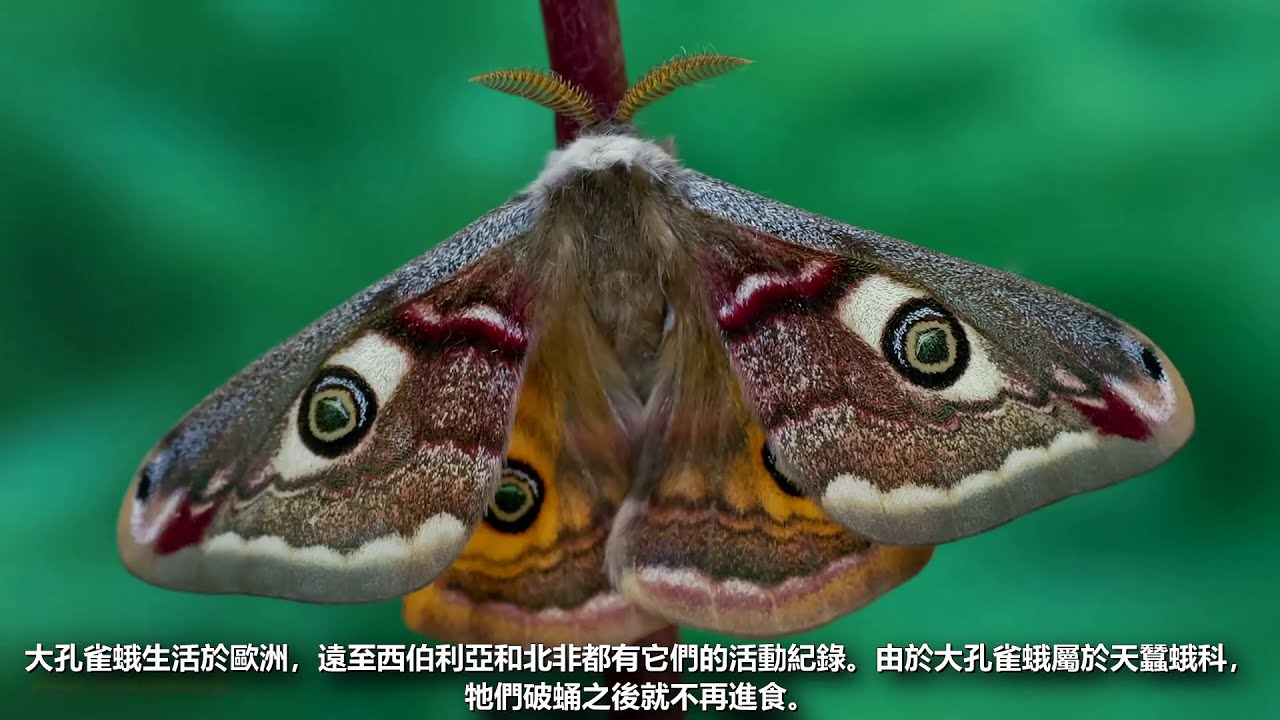 21種最奇特的蛾類