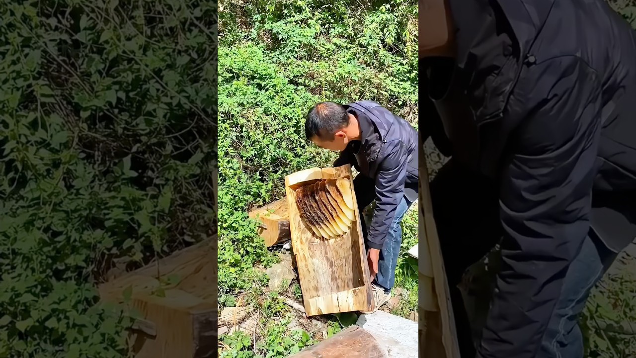 Harvesting Honey from Log Hives: Pure and natural, every drop tastes like the forest!