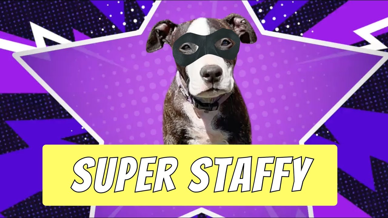 The Adventures of 'Super Staffy' (And she overcame the odds)