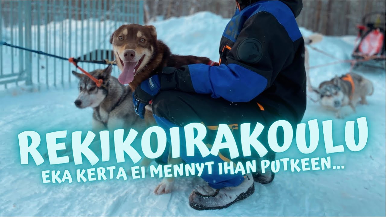 Miten rekikoira koulutetaan? Pennut ekaa kertaa valjakossa🙈