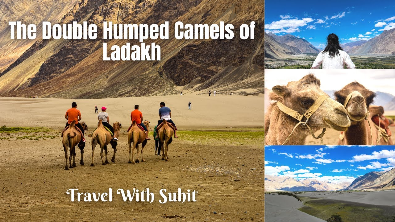 Bactrian Camels of Nubra Valley | Unknown Facts about Ladakh