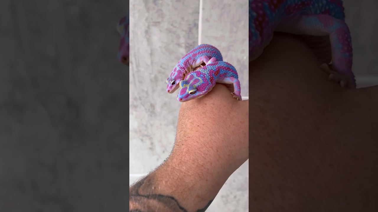 The stunning color of these leopard geckos🫨💙💖