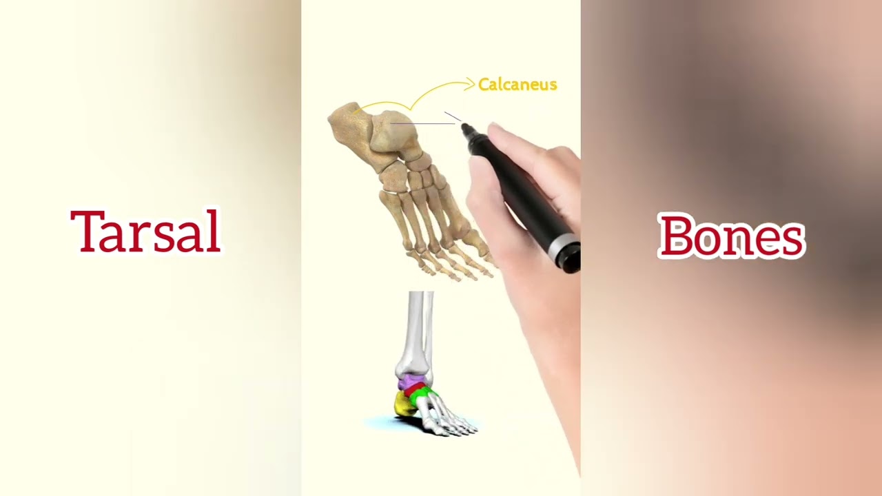 Tarsal Bones | Human Anatomy | Anatomy Basics