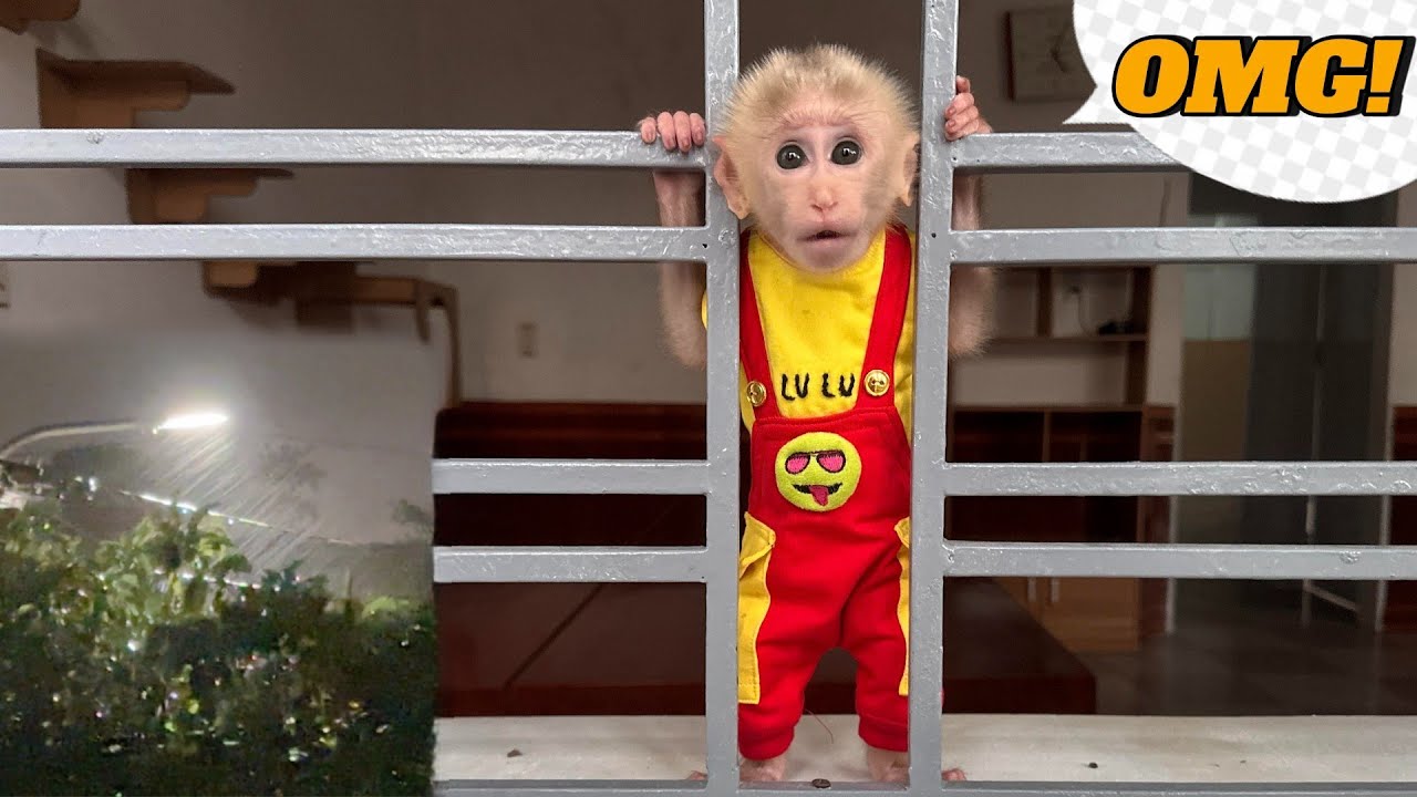 Baby Monkey Lulu Is Too Worried to Sleep — The Storm Has Arrived!