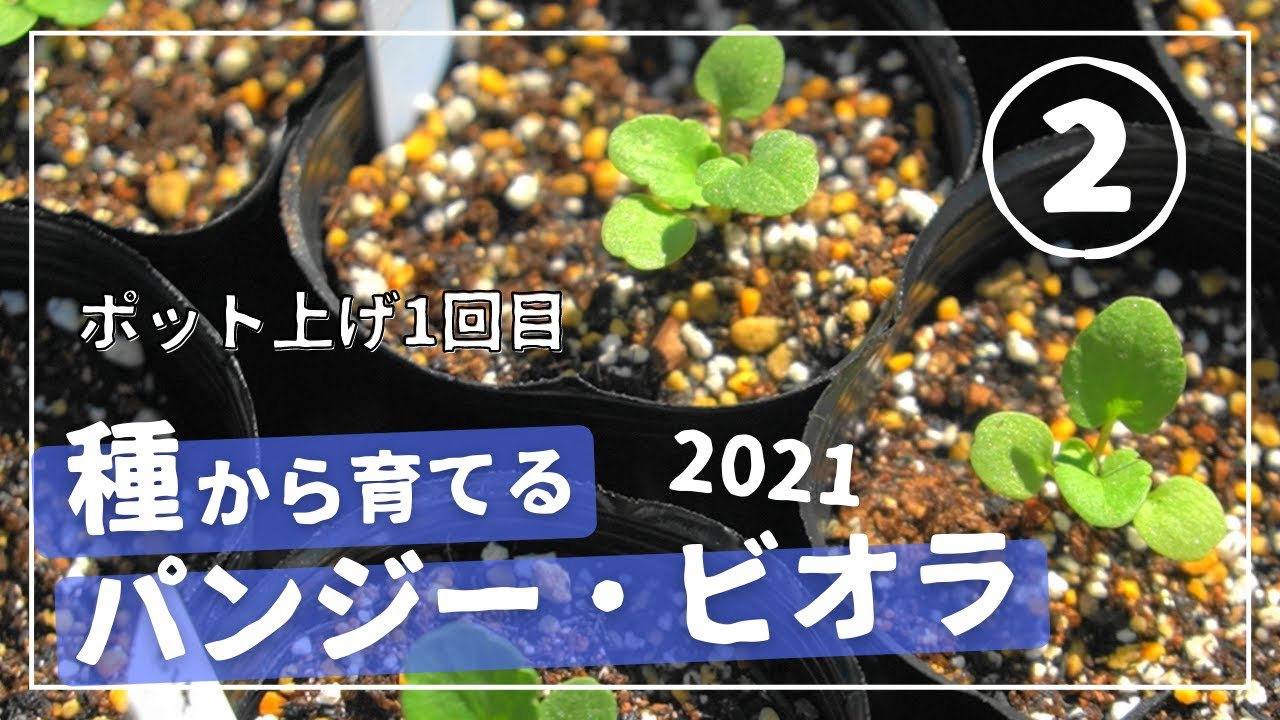 種から育てるパンジービオラ2021②/1回目のポット上げと育苗初期のお世話
