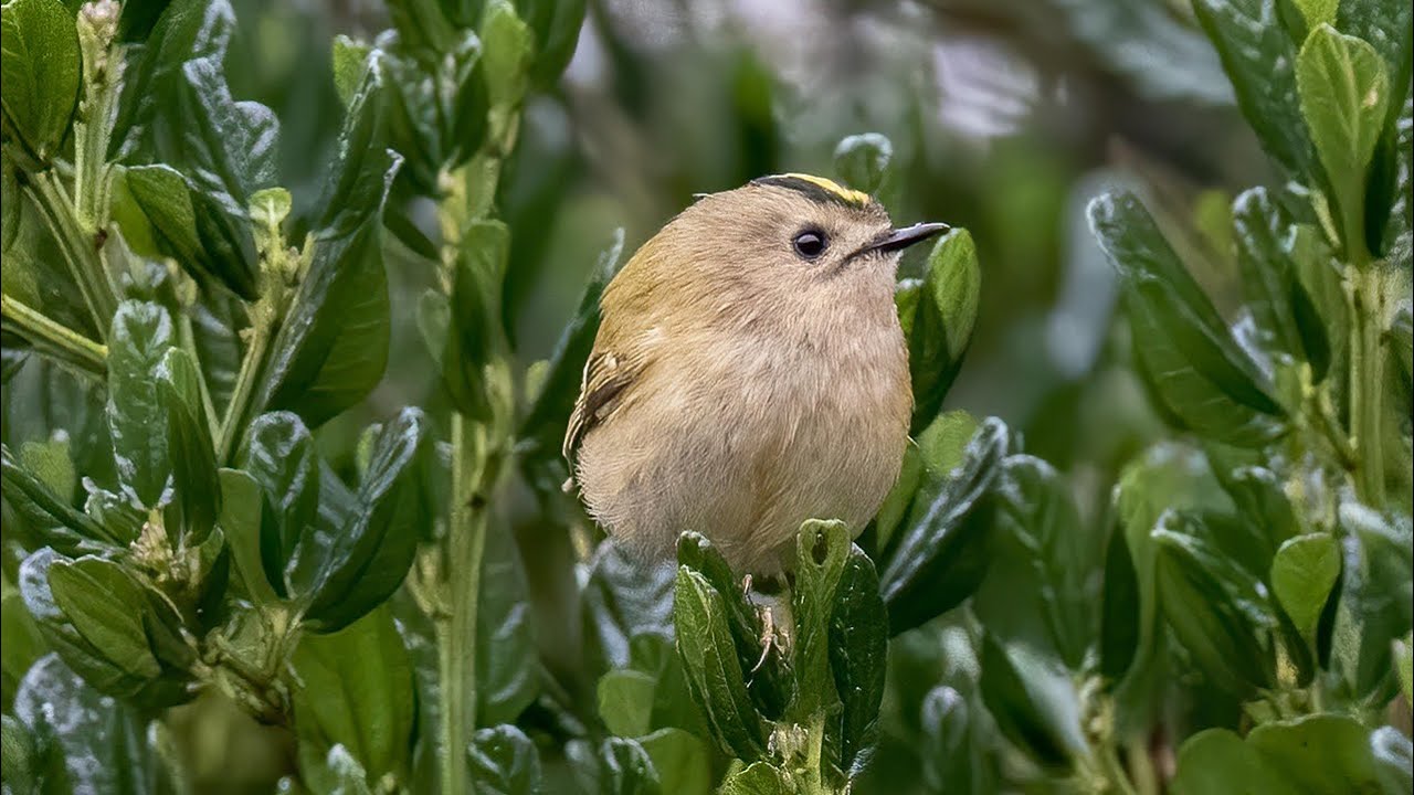 Chant du Roitelet huppé (Regulus regulus) - BirdCam 🐦‍⬛