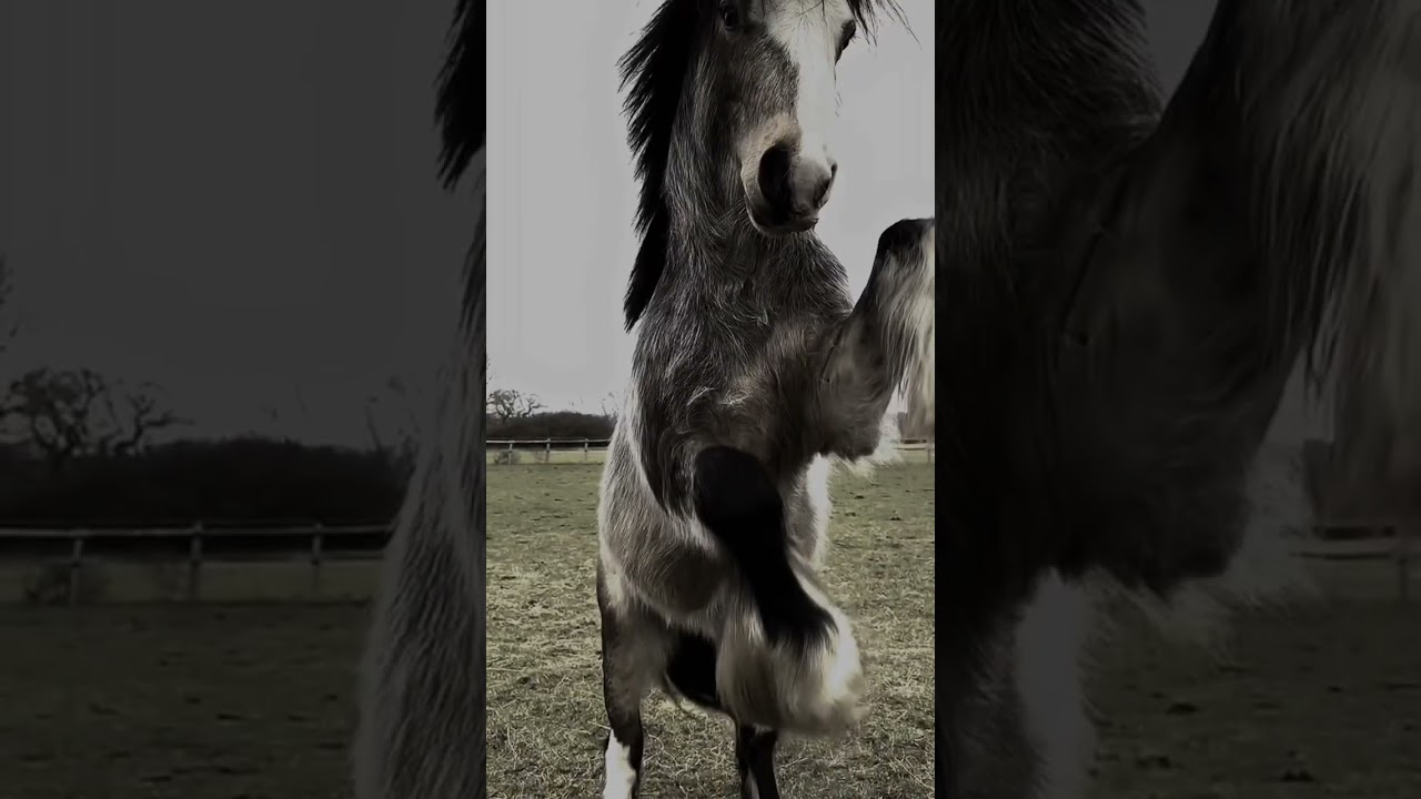 Best stallion #cob #stallion #animal #youtubeshorts #horseboy #horselover #horsepower #rear #top