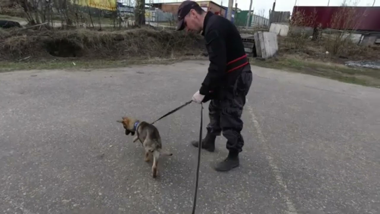 Собака дрожит и лает? Этот простой протокол творит чудеса