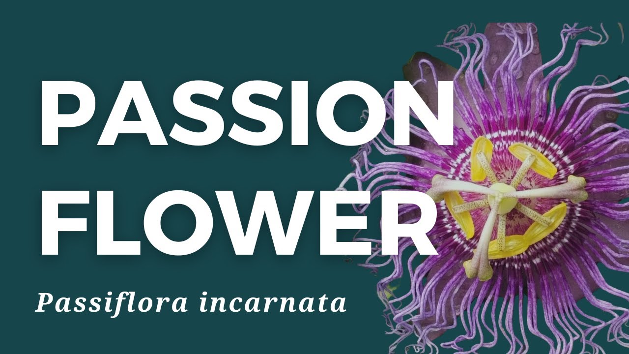 How to grow, use, and make passionflower medicine!