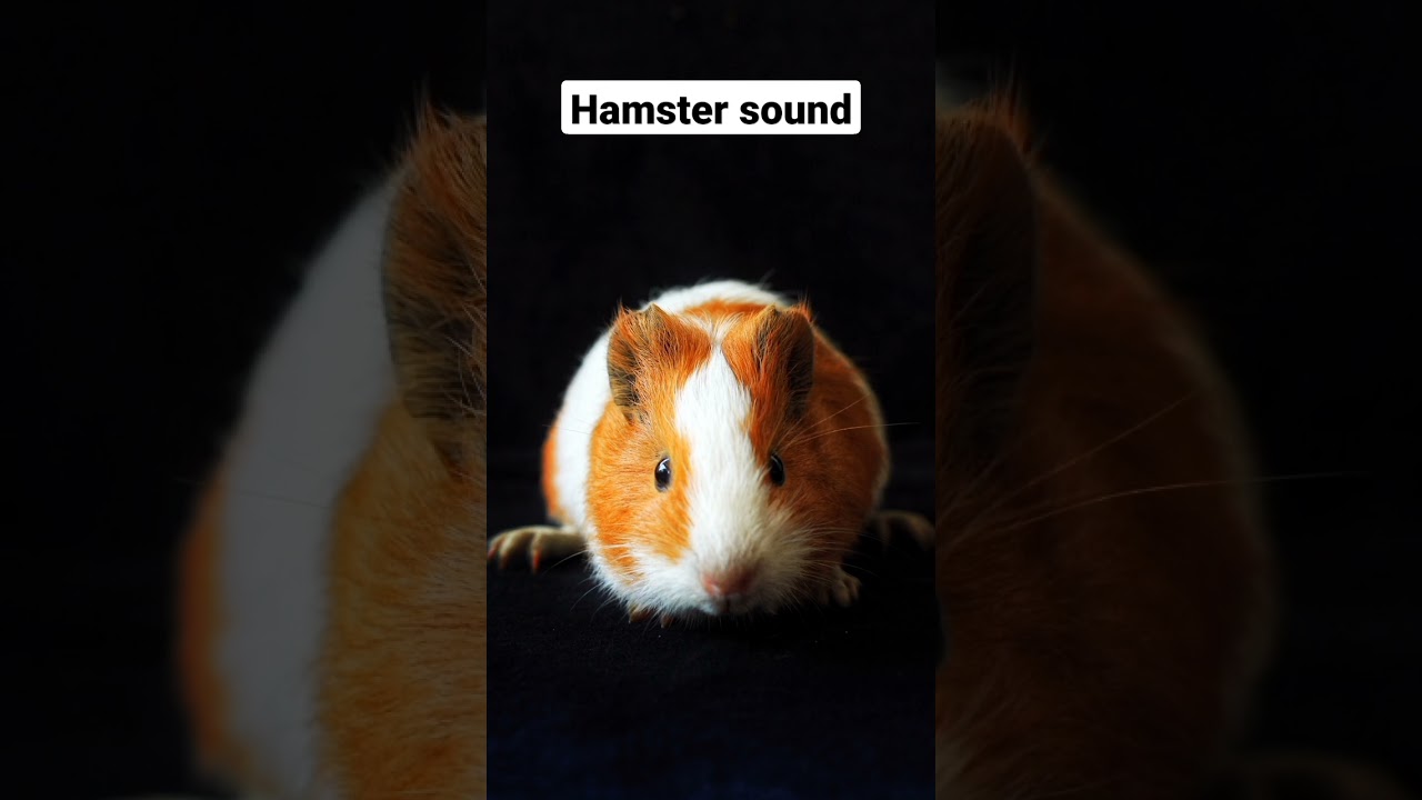 Hamster sound