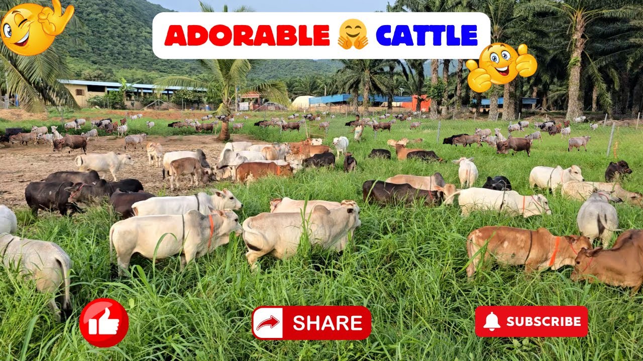 Dr. P. krishnam raju created breed | Nadipathy Cattle | 