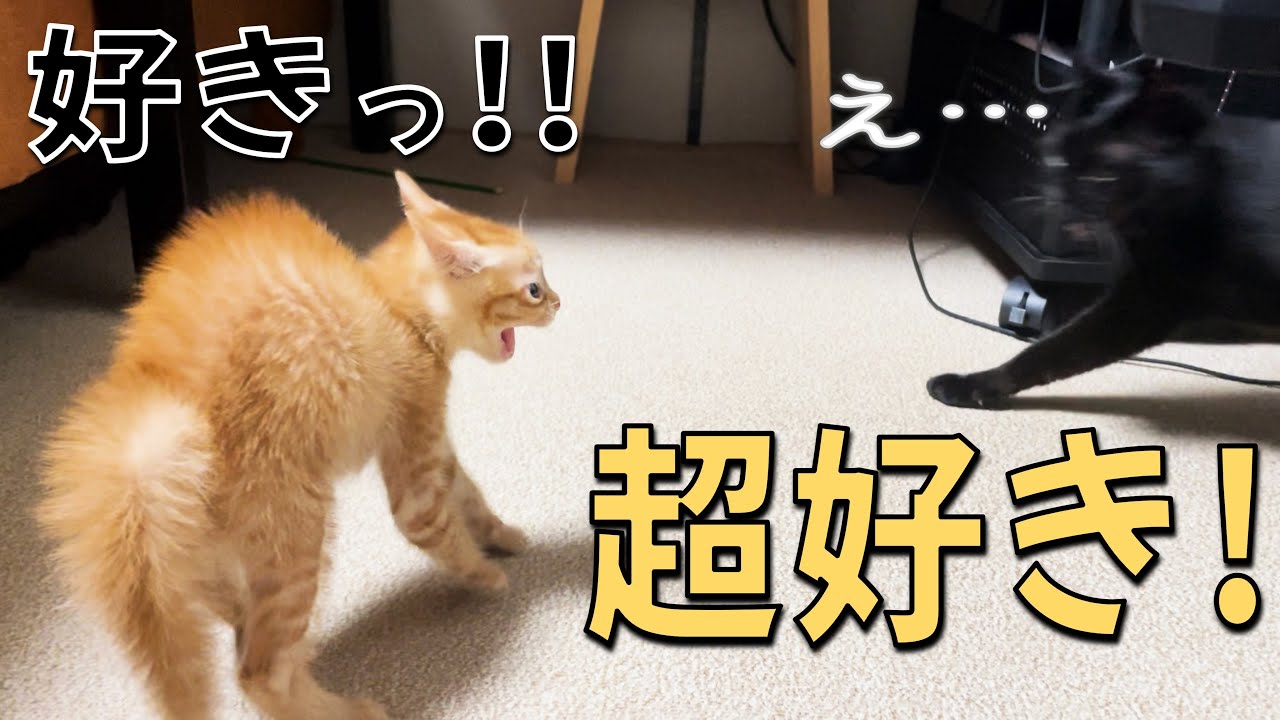 仲良くなりたいのにケンカしちゃう…先住猫と預かり子猫6匹