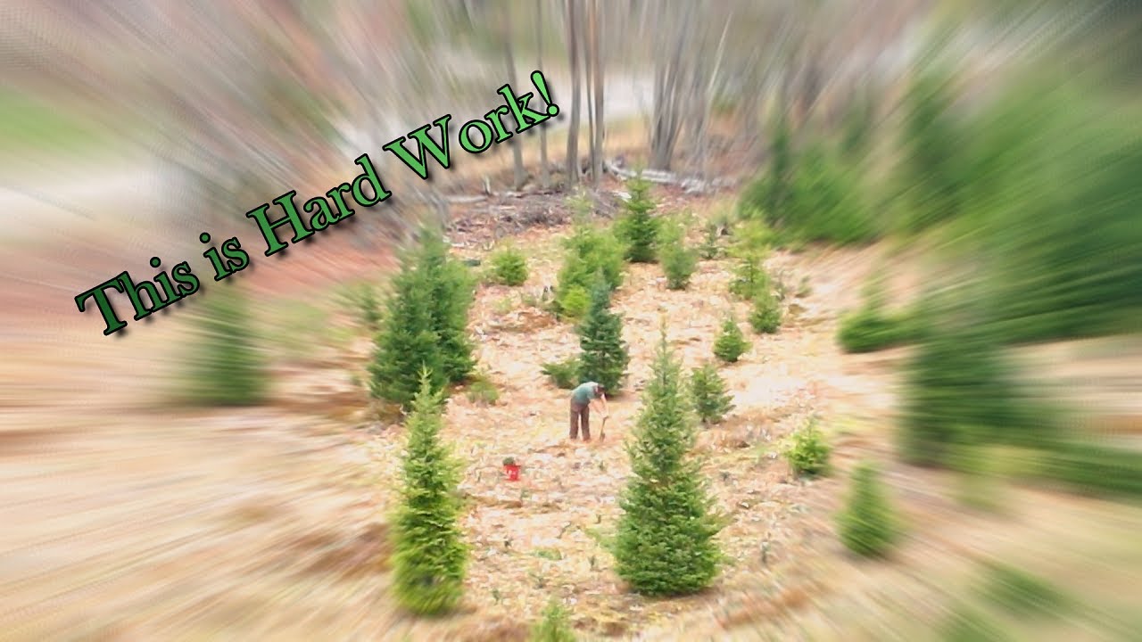 More Planting! | Bracted Balsam Fir