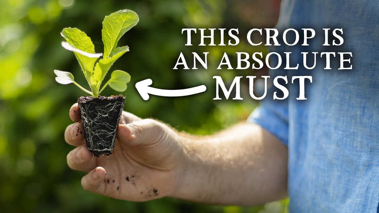 10 Most Productive Crops to Sow in August