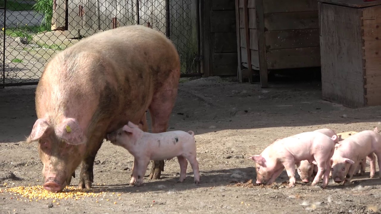 Porci domestici - Huedin, Cluj - 2019