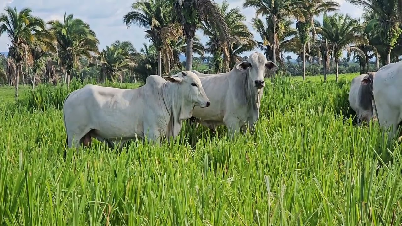 Paisagens do campo