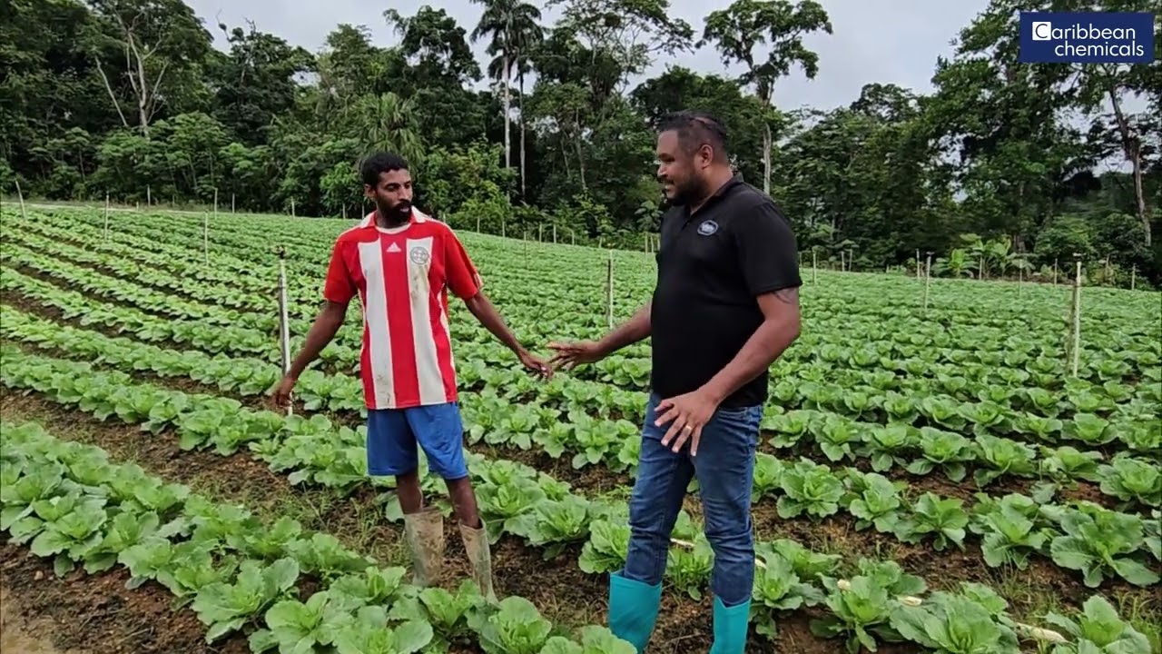 Cabbage production with Agaleaf + Solugro + Powergizer