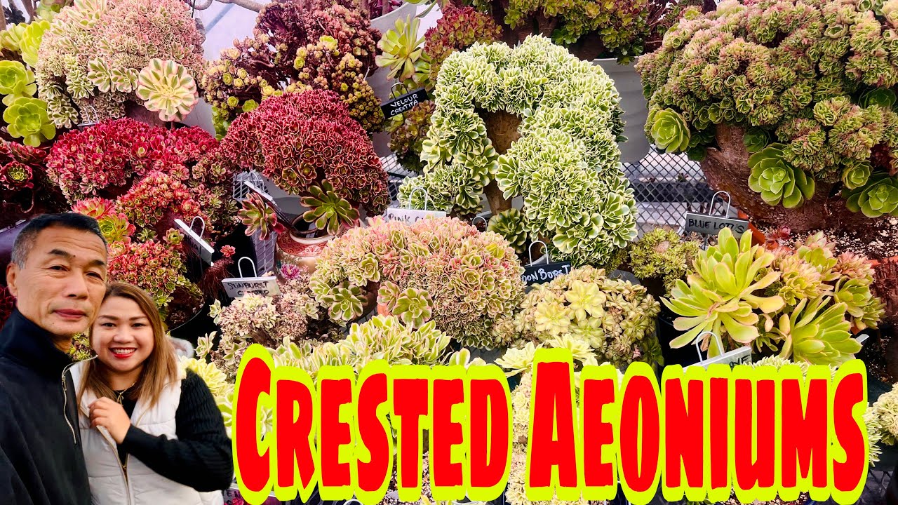 Crested Rare Aeoniums /Biglang dami nila 