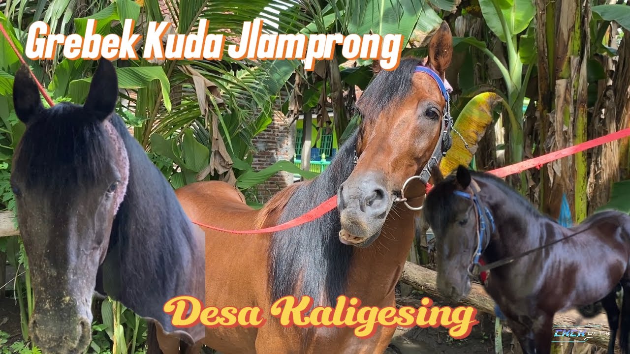 IKUTI KESERUAN KUDA JLAMPRONG  || KUDA JINGKRAK