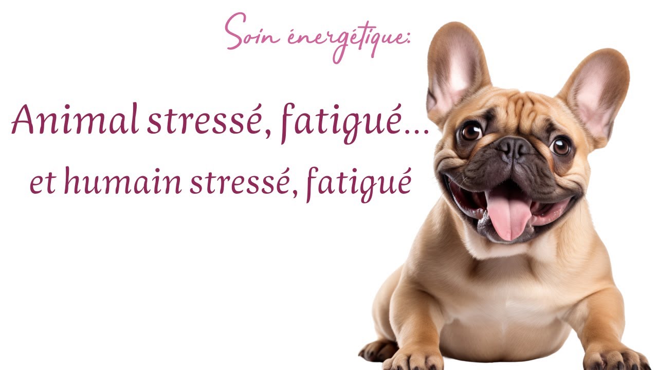 Soin énergétique pour les animaux : stress, grattage, agressivité.....