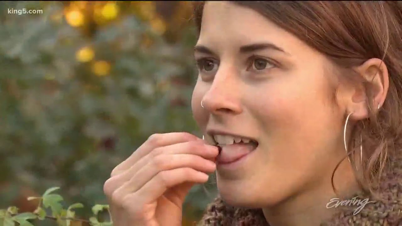 Harvest hawthorn berries for antioxidant rich jam - Wild Food - KING 5 Evening