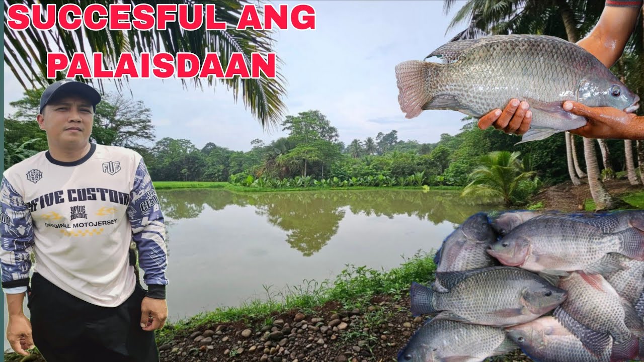 Mini lake Succesful Ang Palaisdaan ang lalaki na nila lahat Time to harvest na ngayon linggo