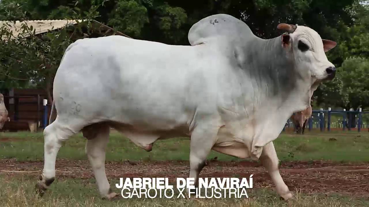 Jabriel FIV de Navirai  - Touro destaque da Navirai