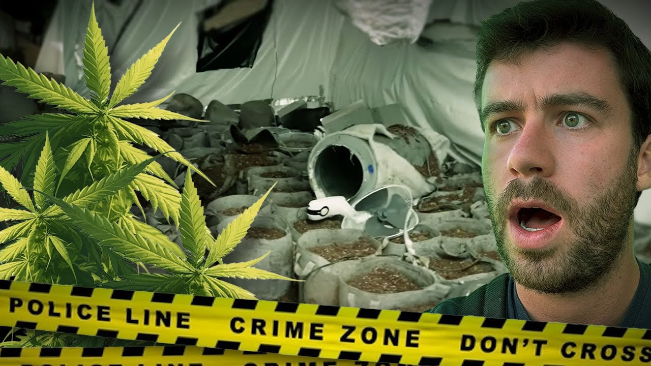 ON TROUVE UNE FERME DE CANNABIS ABANDONNÉE ( Urbex )