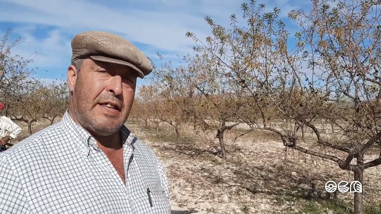 Control de avispilla del almendro