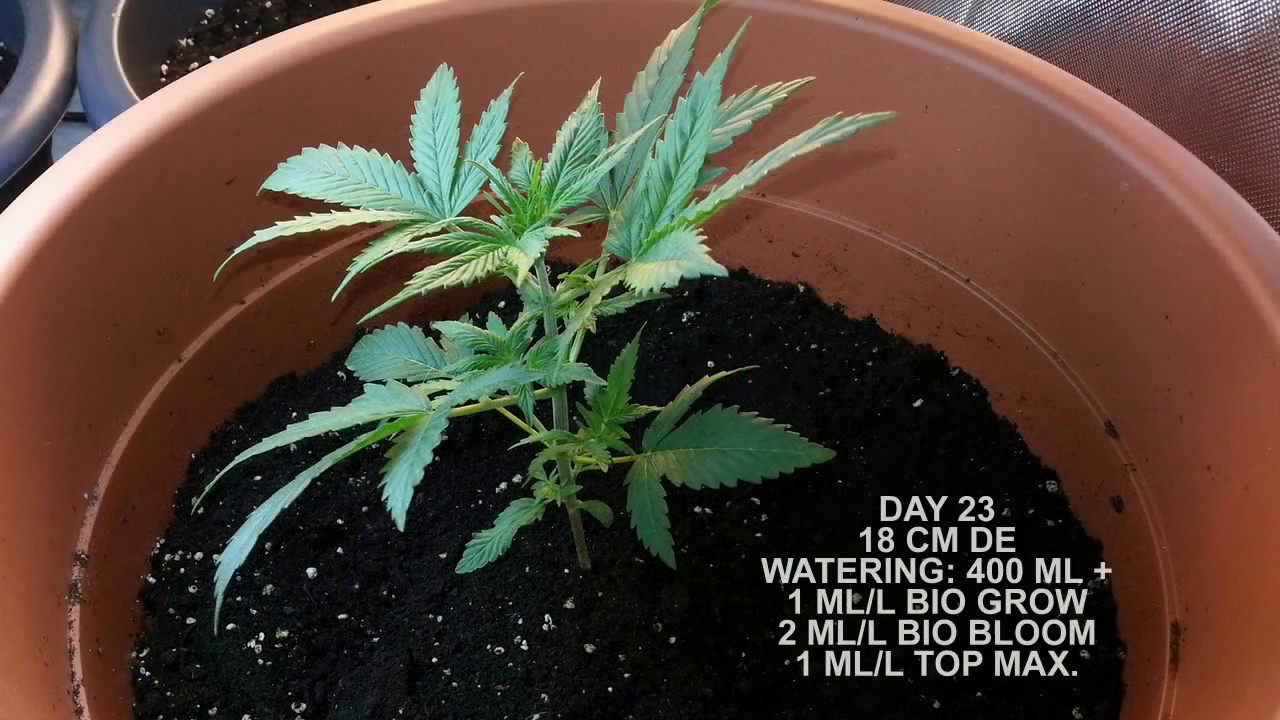 WIDOW AUTOFLOWERING DAY TO DAY TRACKING WITH LOW POWER LIGHT, BULK SEED FROM GROWBARATO.NET.